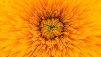 Flower yellow petals 4k wallpaper