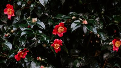 Geranium flowers flowering 4k wallpaper