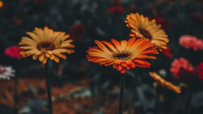 Gerbera flower blur stem 4k wallpaper