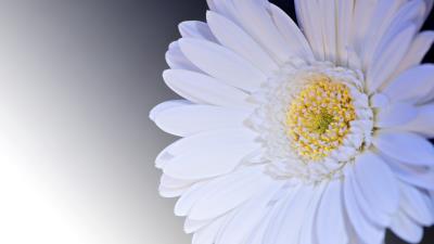 Gerbera flower petals white 4k wallpaper