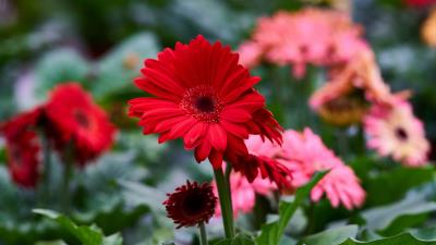 Gerbera flower red flowerbed 4k wallpaper