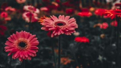 Gerbera flower stem 4k wallpaper