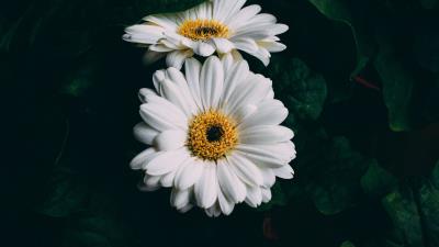Gerbera white flowers 4k wallpaper