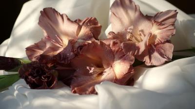 Gladiolus flowers drops fabric close u 4k wallpaper
