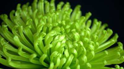 Green Chrysanthemum 4K Wallpaper 4k wallpaper