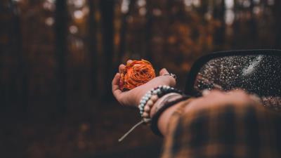 Hand rose blur 4k wallpaper