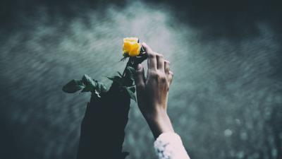 Hand rose water 4k wallpaper