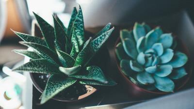 Haworthia fasciata echeveria succulents 4k wallpaper