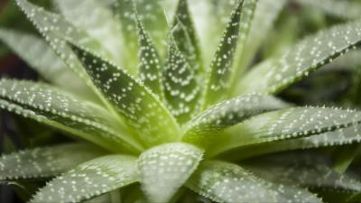 Haworthia flower houseplant close up 4k wallpaper