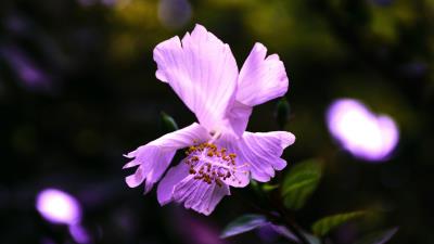 Hibiscus flower violet 4k wallpaper