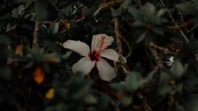 Hibiscus flower white 4k wallpaper