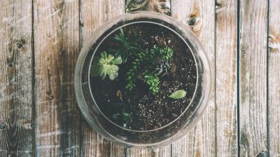 Houseplant pot glass 4k wallpaper