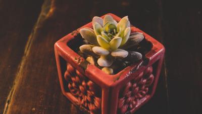 Houseplant pot plant 4k wallpaper