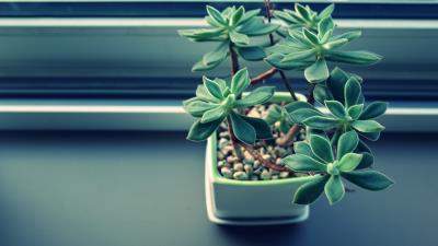 Houseplant pot sill 4k wallpaper