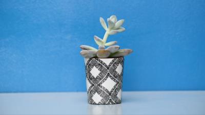 Houseplant pot table 4k wallpaper