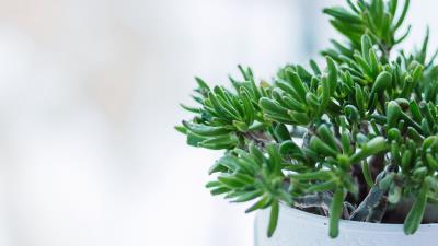 Houseplant pot twigs 4k wallpaper