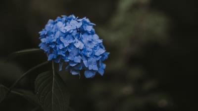Hydrangea blue inflorescence image 4k wallpaper