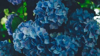 Hydrangea blue inflorescence 4k wallpaper