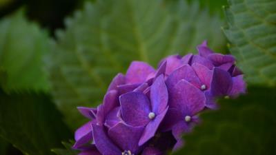 Hydrangea bush petals 4k wallpaper