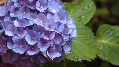 Hydrangea flower drops buds 4k wallpaper