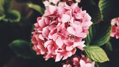 Hydrangea flowers bloom 4k wallpaper