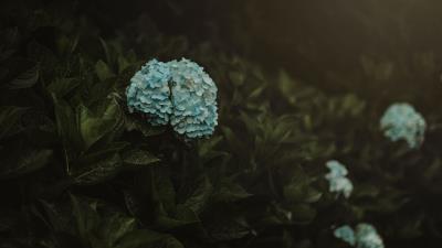 Hydrangea flowers blue 4k wallpaper