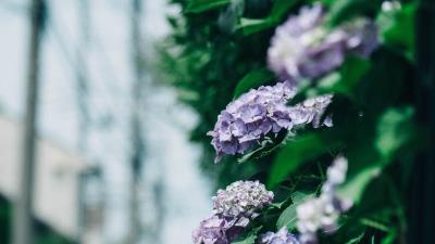 Hydrangea flowers bushes 4k wallpaper