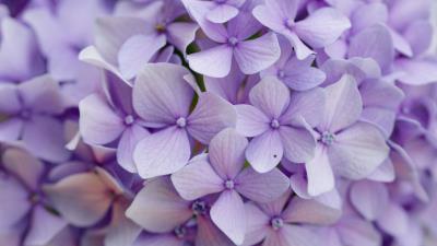 Hydrangea flowers petals 4k wallpaper