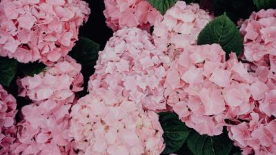 Hydrangea flowers pink 4k wallpaper