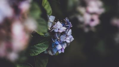 Hydrangea inflorescence blur 4k wallpaper