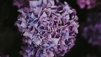 Hydrangea inflorescence lilac 4k wallpaper