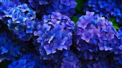 Hydrangea inflorescences flowering 4k wallpaper
