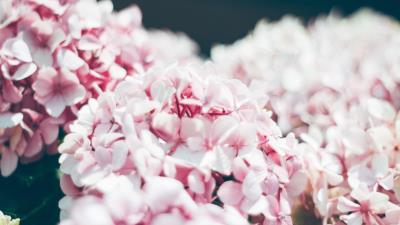Hydrangea petals close up 4k wallpaper