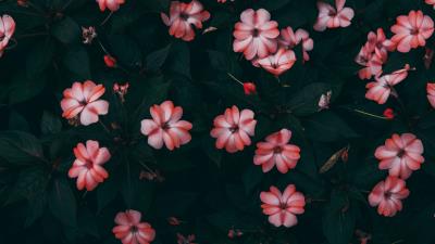 Impatiens flowers blossom 4k wallpaper