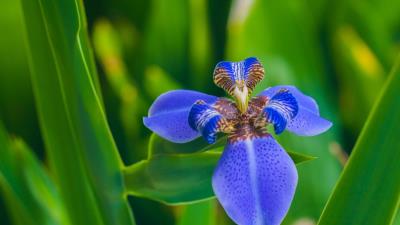 Iris flower petals 4k wallpaper