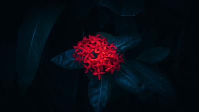 Ixora flower leaves 4k wallpaper