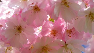 Japanese cherry flowers flowering 4k wallpaper