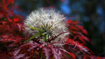 Japanese maple dandelion fluff plant 4k wallpaper