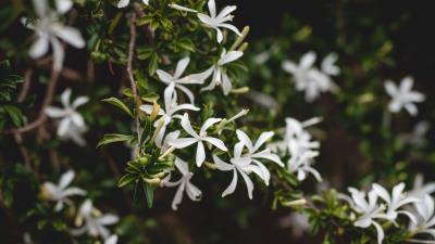 Jasmine flower flowers 4k wallpaper
