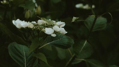 Jasmine flowers flowering 4k wallpaper