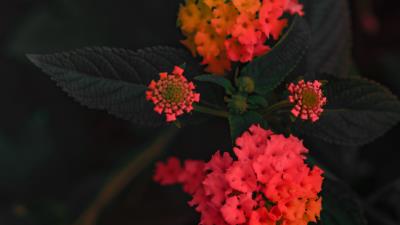 Lantana camara flower orange 4k wallpaper