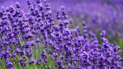 Lavender flower purple image 4k wallpaper