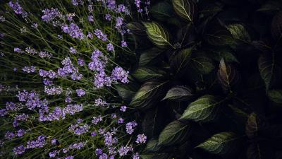 Lavender flowers bloom 4k wallpaper