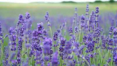 Lavender flowers field blurred 4k wallpaper