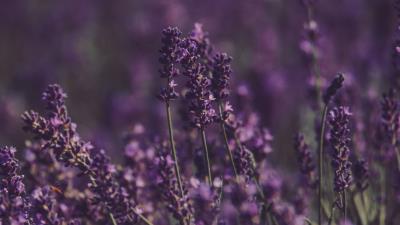 Lavender flowers field 4k wallpaper
