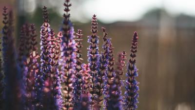 Lavender flowers plant 4k wallpaper