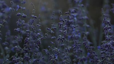 Lavender flowers wildflowers image 4k wallpaper