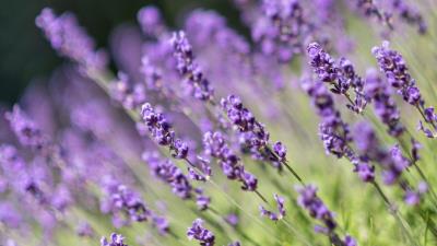 Lavender flowers wildflowers 4k wallpaper
