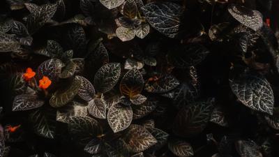 Leaves flowers plants 4k wallpaper