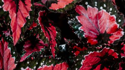 Leaves plant houseplant 4k wallpaper